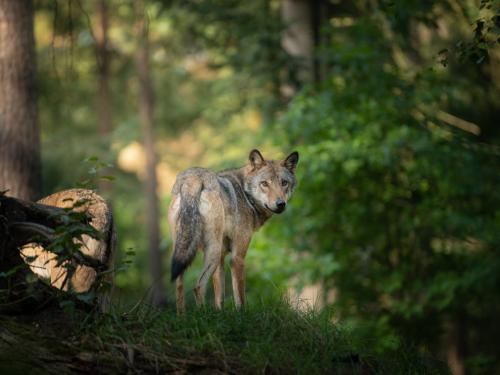 Foto Wolf, © AdobeStock/Dennis